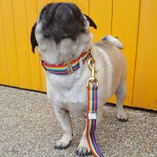 Dog rainbow collar